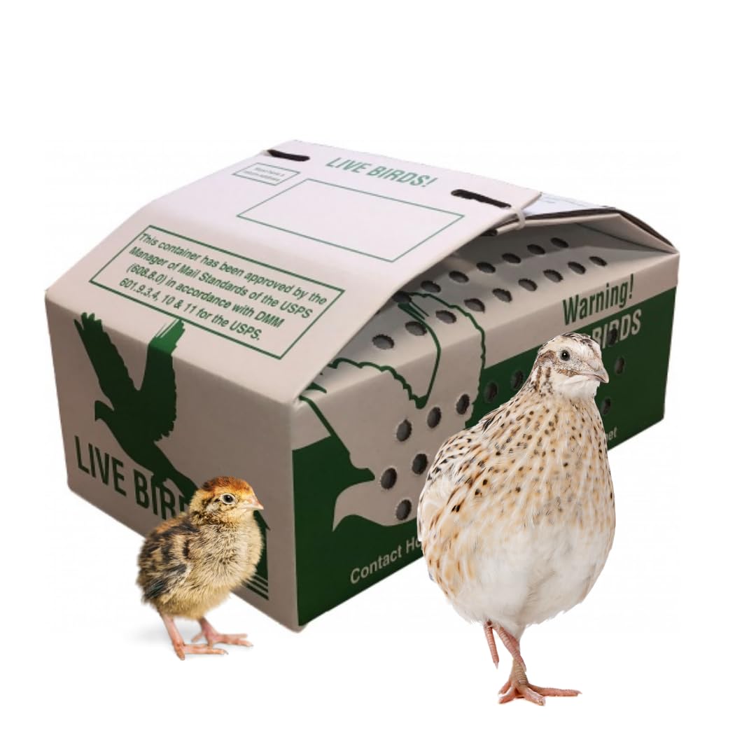Live Chick Shipping Box (10 pack) - Live Chick Carrier, USPS Approved Chick Shipping Box FREE SHIPPING!