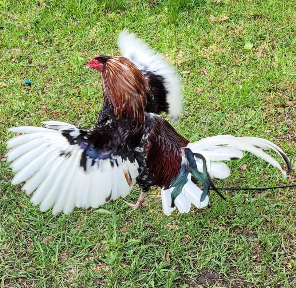 Show Pro Farm Supply Rapido Ultimate Gamefowl(02)