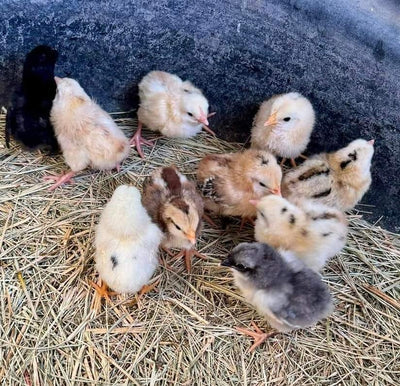Gamefowl Bantam Chicken Foam 14 hole Sets Free Shipping!
