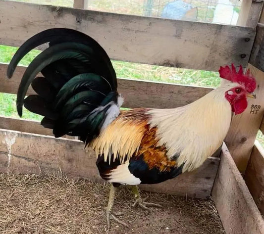 Rooster or Hen Live Shipping Box USPS Approved Free Shipping!!